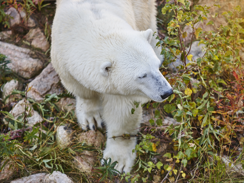 Ours polaire dans la nature