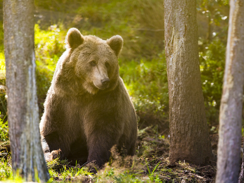Grand ours brun au coucher du soleil dans les bois. Cet ours est appelé ursus arctos.