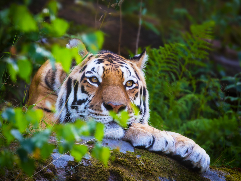 Tigre de l'Amour couché et au repos dans un habitat forestier.