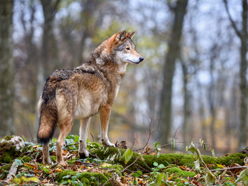 Loup (Canis lupus) dans une forêt d'automne. Loup gris dans son habitat naturel