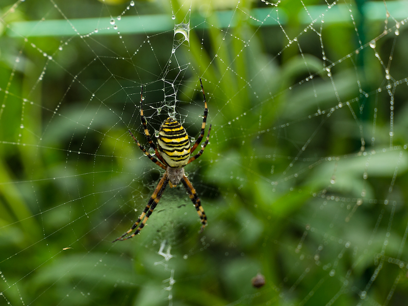 Une araignée jaune vif de type karakurt est l'araignée la plus dangereuse de Russie.