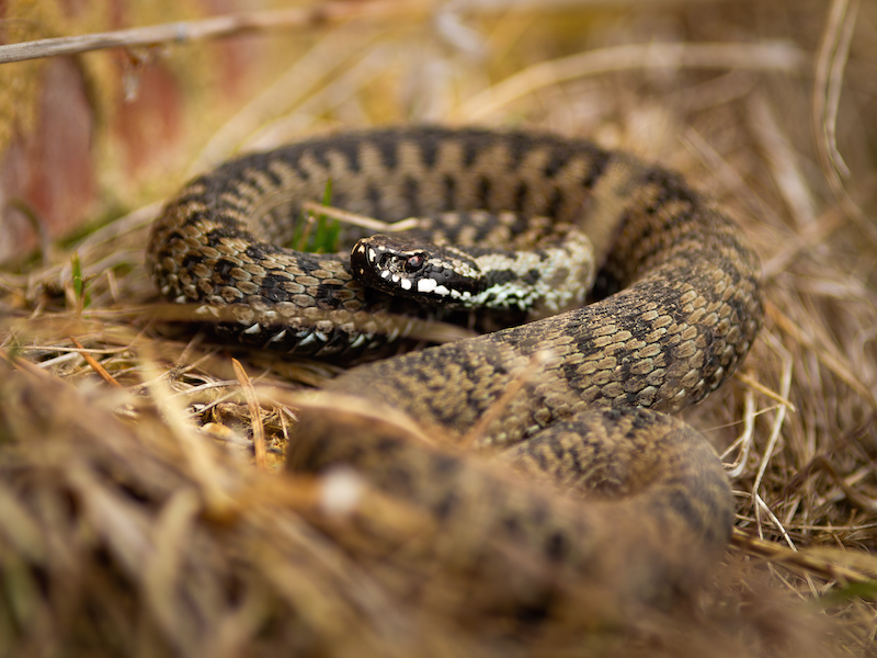 Vipère commune toxique, vipera berus, couchée sur le sol en automne. Serpent venimeux à motifs observant depuis l'herbe sèche. Reptile sauvage observant depuis la terre en automne.