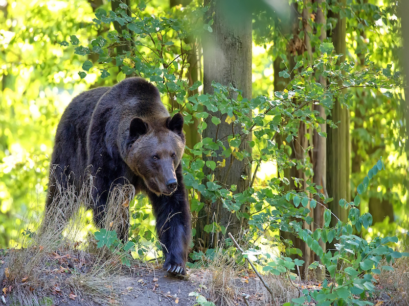 Un grand ours brun marchant dans une forêt verte à la lumière du jour.