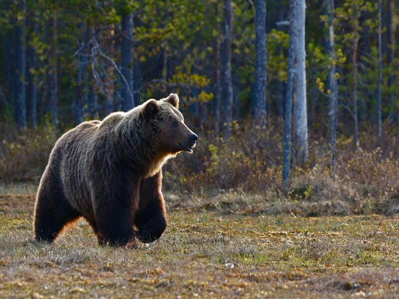 Les ours bruns en Suède peuvent être dangereux
