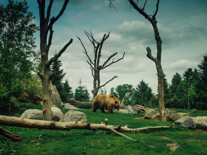 Un ours brun russe se promenant dans une clairière de la forêt.