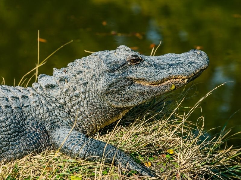 Le parc national des Everglades est l'un des meilleurs endroits pour voir des alligators sauvages en Floride. 