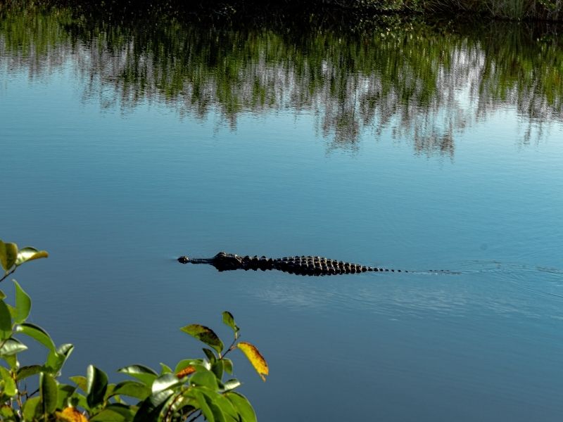 L'un des meilleurs endroits pour voir des alligators sauvages en Floride est Deep Hole au Myakka River State Park.