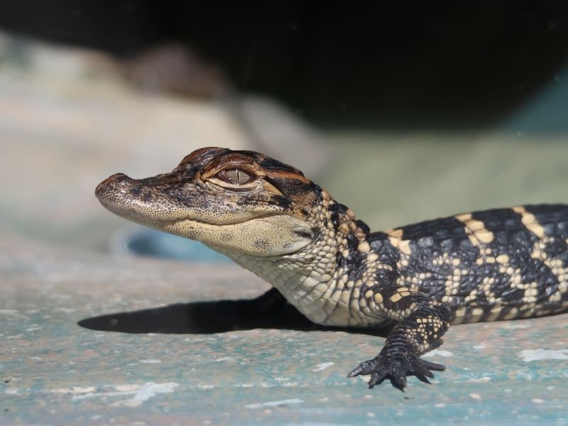 Voir des mères et des bébés alligators en toute sécurité dans le sanctuaire d'Audubon.