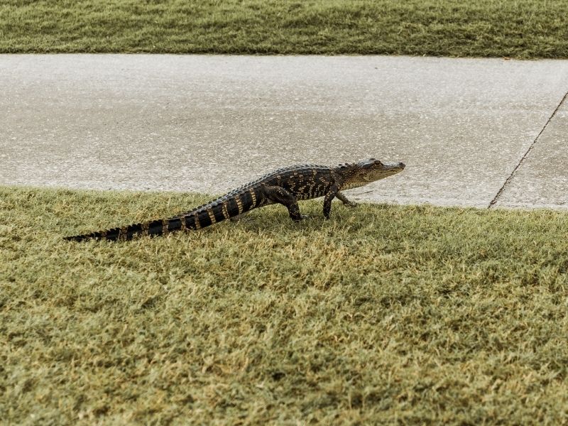 Sur l'île de Sanibel, vous pourriez apercevoir un alligator en train de se promener sur les terrains de golf.