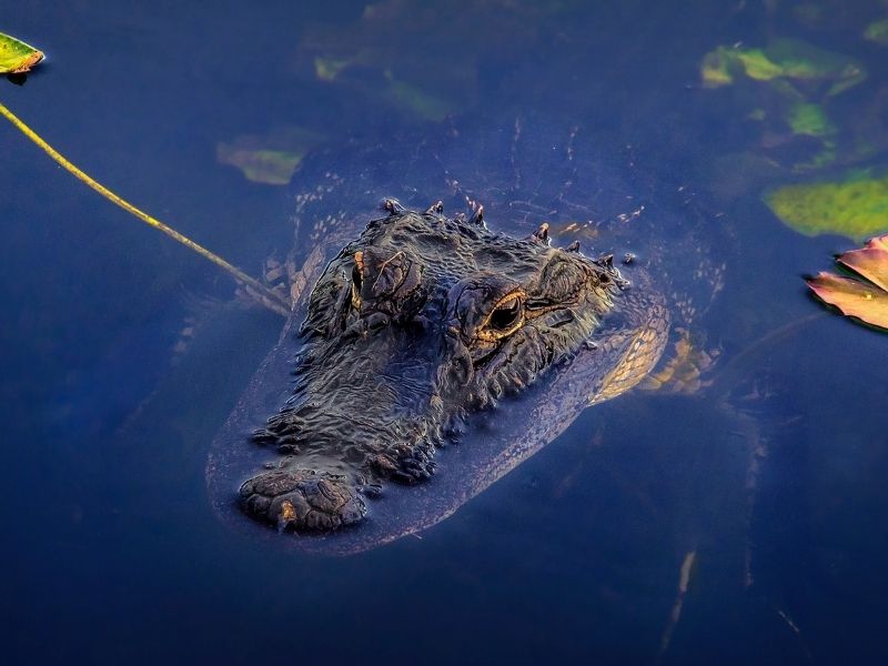 La Floride compte 30 000 lacs d'eau douce, dont chacun abrite des alligators. 