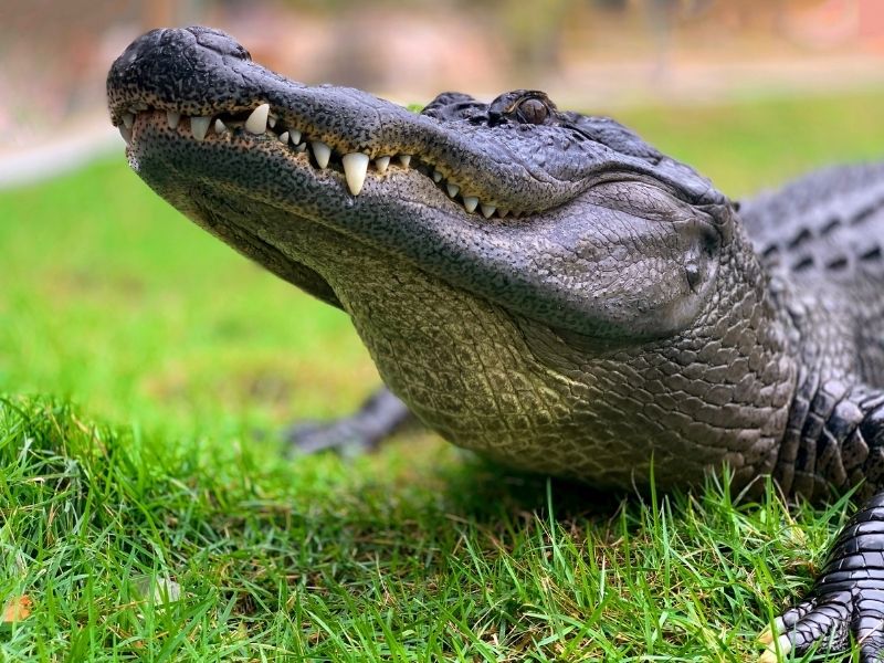 Il y a une importante population d'alligators sur l'île de Sanibel.