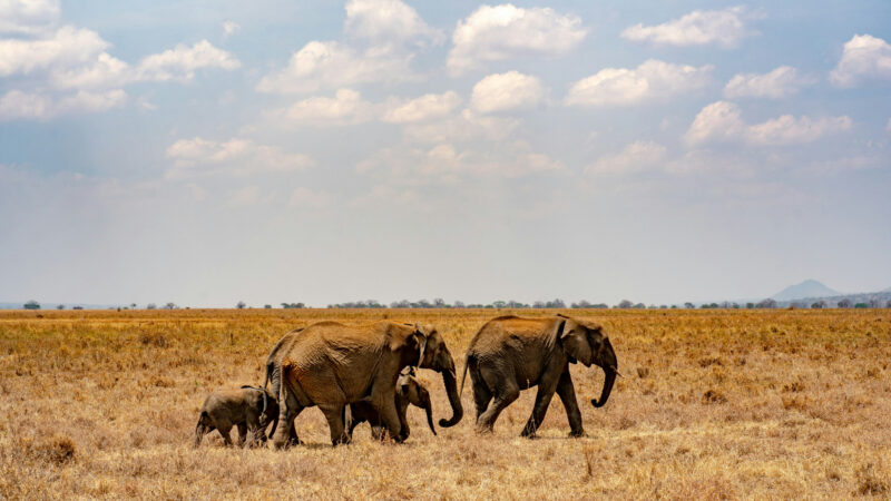 safari tanzanie