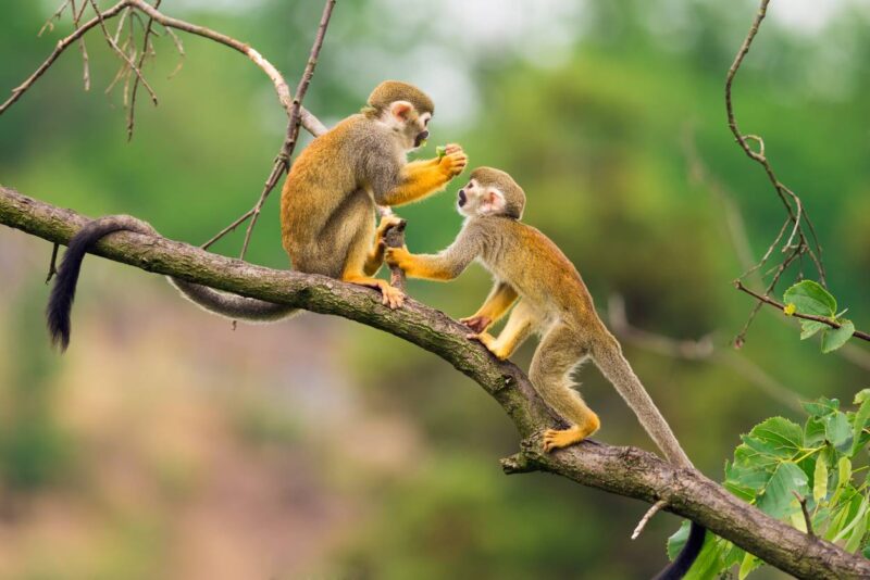 randonnées en forêt guyanaise
