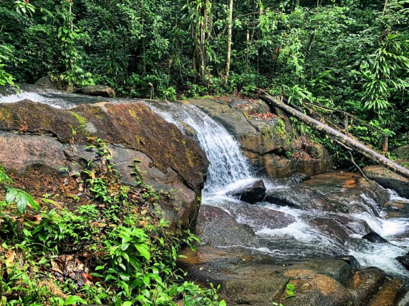 randonnées forêts Guyane