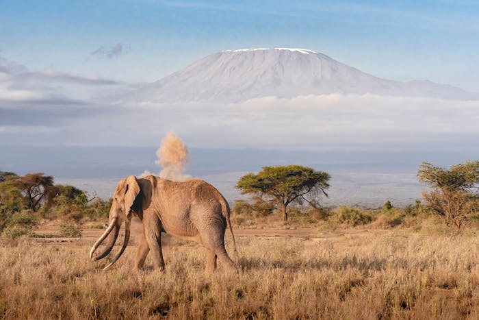 élephant safari