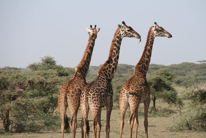 girafes safari