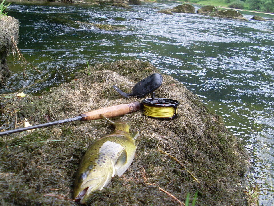 Témoignages authentiques sur les gardons rouges : avis de pêcheurs et ...