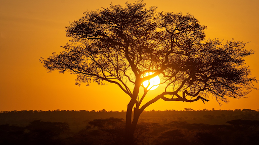 Tanzanie