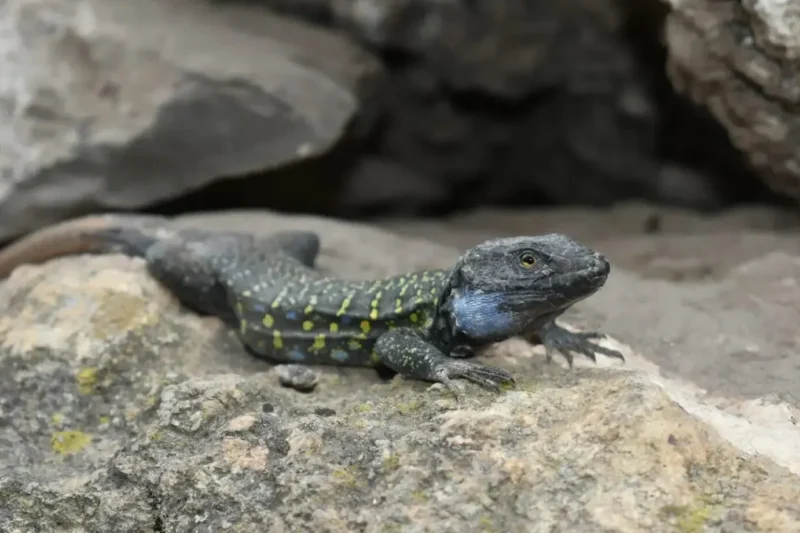 Animaux dangereux aux Canaries : y a-t-il vraiment des risques ?