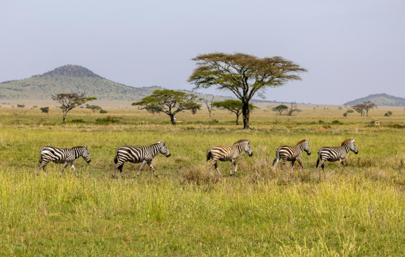Tanzanie