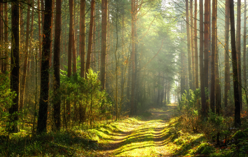 forêt de Brocéliande