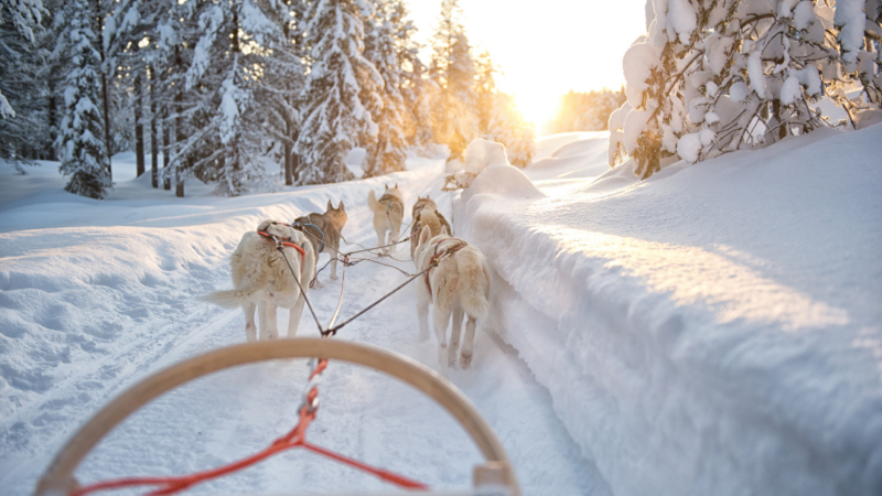 Attelage de huskies tirant un traîneau dans une forêt enneigée de Laponie